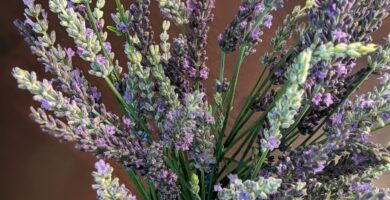 a close-up of some flowers