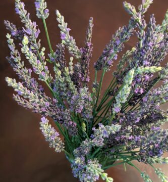 a close-up of some flowers